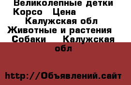 Великолепные детки Корсо › Цена ­ 15 000 - Калужская обл. Животные и растения » Собаки   . Калужская обл.